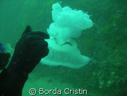 Contact by Borda Cristin 